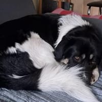 🆘 Dringend erfahrener Platz gesucht, Hund zur Adoption