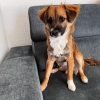 Malte sucht sein Für-immer-Zuhause 🐾, Hund zur Adoption