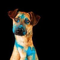 Maddox - sucht seine Bezugsperson, Hund zur Adoption