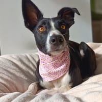 Aktive Berta wartet in 52385 Nideggen, Hündin zur Adoption