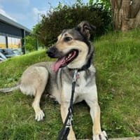 Ahri - möchte wieder Vertrauen fassen, Hündin zur Adoption