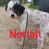 Notfall !! Tati, Hund zur Adoption