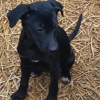 Tina sucht ein warmes Körbchen, Hündin zur Adoption