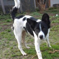 SAMMY wartet auf PS in 65... Hünfelden, Hund zur Adoption