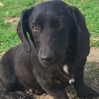 Zalan möchte so gerne eine Familie, Hund zur Adoption