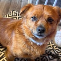 Teddy sucht sein Für-immer-Zuhause 🐾❤, Hund zur Adoption