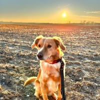 Wo sind die Menschen für Jule? 😍, Hündin zur Adoption