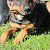 Cami - kinderlieb u. aufgeweckt, Hund zur Adoption