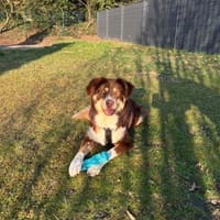 Mokka - Sanfter Riese sucht sein Zuhause, Hund zur Adoption