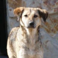 Simona - wer gibt ihr ein Zuhause?, Hündin zur Adoption