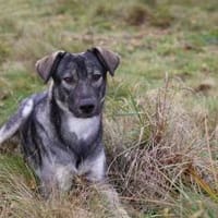 Junghund MORITZ sucht seinen Menschen!, Hund zur Adoption