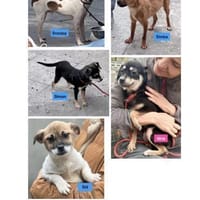 5 Junghunde suchen ihr Glück, Hund zur Adoption