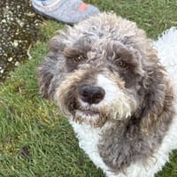 Calla möchte endlich ankommen, Hündin zur Adoption