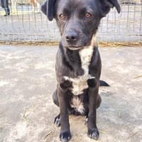 Dodo möchte wieder eine Familie, Hündin zur Adoption