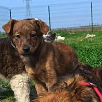 Bali möchte seine Koffer packen, Hund zur Adoption