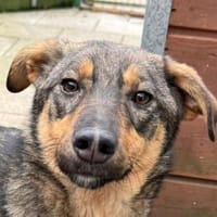 FEE-ruhige, hübsche Jung-Hündin, 49 cm, Hündin zur Adoption