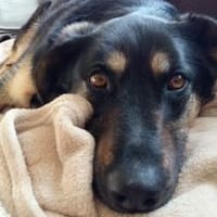 Olivia, suche Körbchen zum Bleiben, Hündin zur Adoption