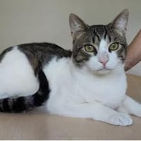 Raúl - zutraulicher, anhänglicher Kater, Kater zur Adoption