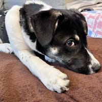 Kleine Prinzessin sucht Königreich, Hündin zur Adoption