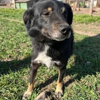 ❤🐾 COOPER. 3 Jahre, ca. 45/50, Hund zur Adoption