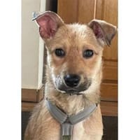 Neppo - wartet in 27809 Lemwerder, Hund zur Adoption