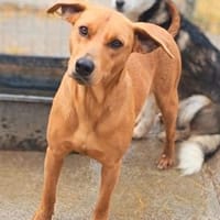 Szamira wartet schon 1 Jahr😒, Hündin zur Adoption