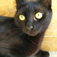 Isidora (FIV+) - sehr lieb & freundlich, Katze zur Adoption