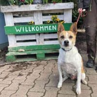Benny su. erfahrene Besitzer, Hund zur Adoption