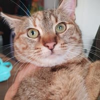 liebe Mila sucht Körbchen, Katze zur Adoption