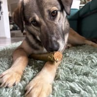 freundl. Dua, Pflegestelle bei Augsburg, Hündin zur Adoption