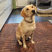 Nacho sucht sein ZUhause, Hund zur Adoption