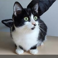Dringend! Cherry - lieb und anhänglich, Katze zur Adoption