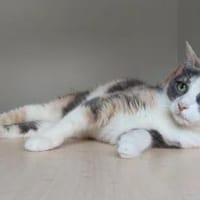 Trinity- bildhübsch und selbstbewusst, Katze zur Adoption