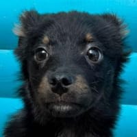 BAMBU-entzückende, kleine Welpen-Hündin, Hündin zur Adoption