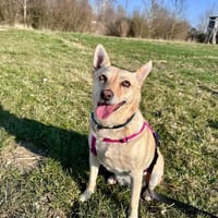 Frieda sucht ihr Glück, Hündin zur Adoption