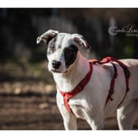 Jona - wartet in 91320 Ebermannstadt, Hündin zur Adoption