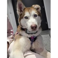 Chila - wartet in 92369 Sengenthal, Hündin zur Adoption