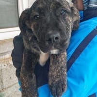 Ivanka - bezaubernder Welpe, Hündin zur Adoption