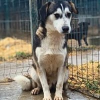 Bobby möchte ein Zuhause für immer, Hund zur Adoption