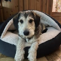 Drazen  Herzensbrecher sucht Geborgenhe, Hund zur Adoption