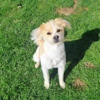 Idefix- kleiner Wirbelwind, Hund zur Adoption