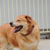 Herbst des Lebens -  Lucky, Hund zur Adoption