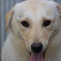 Sancho - verspielt u. kinderlieb, Hund zur Adoption