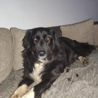 Mina - Freundliche wunderschöne Hündin, Hündin zur Adoption