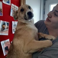 LIONA 🐾❤, ca.4 Mon. liebt alle & jeden, Hündin zur Adoption