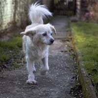 Emil, kleiner Herzenshund, ca. 14 J 5245, Hund zur Adoption