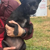 Zarte Hündin Candy 2, Hündin zur Adoption