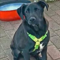 ARON 💚💚💚 ist ein hübsches Hundekind, Hund zur Adoption