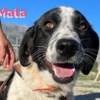 Mata - liebevoll und lernwillig, Hündin zur Adoption
