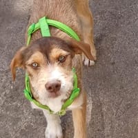 VALERIO 💛💛💛 kleiner Hundebub, Hund zur Adoption